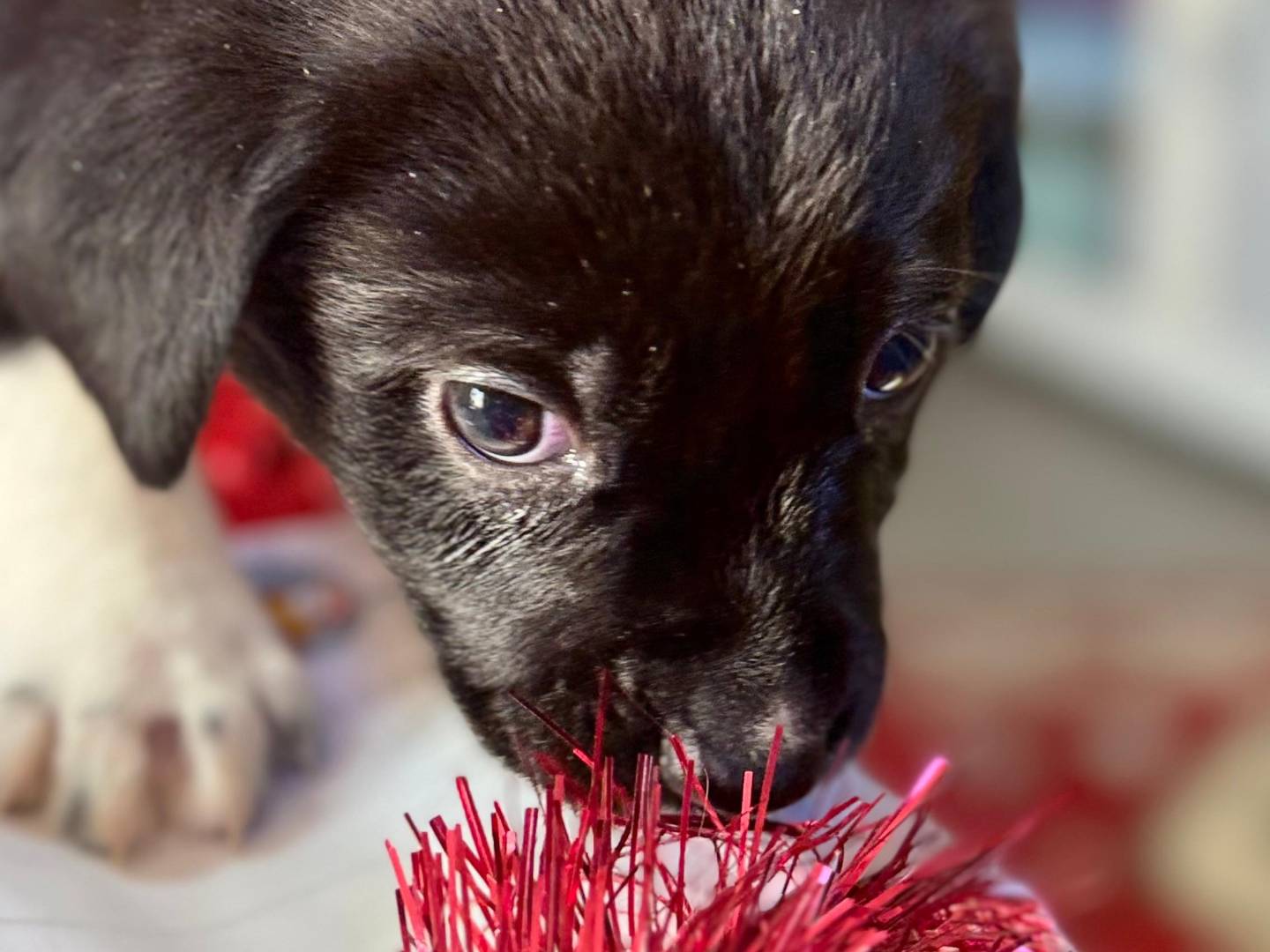 Adotta il cane Sirius a Trapani