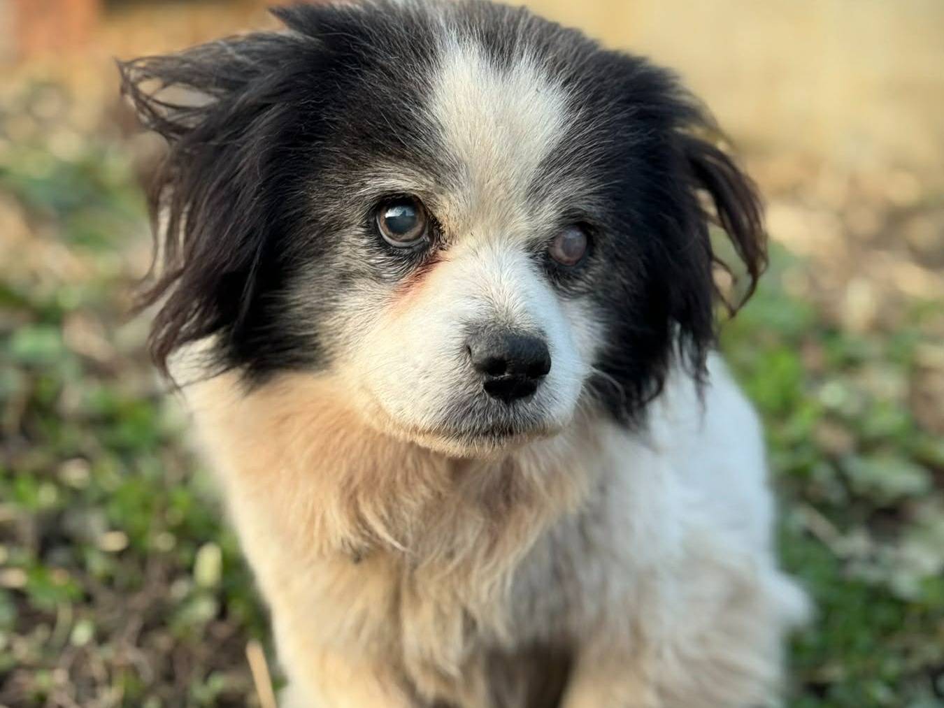 Adozione cane, maschio, Razza sconosciuta Razza sconosciuta, 11 anni e 2 mesi, taglia piccola, Firenze