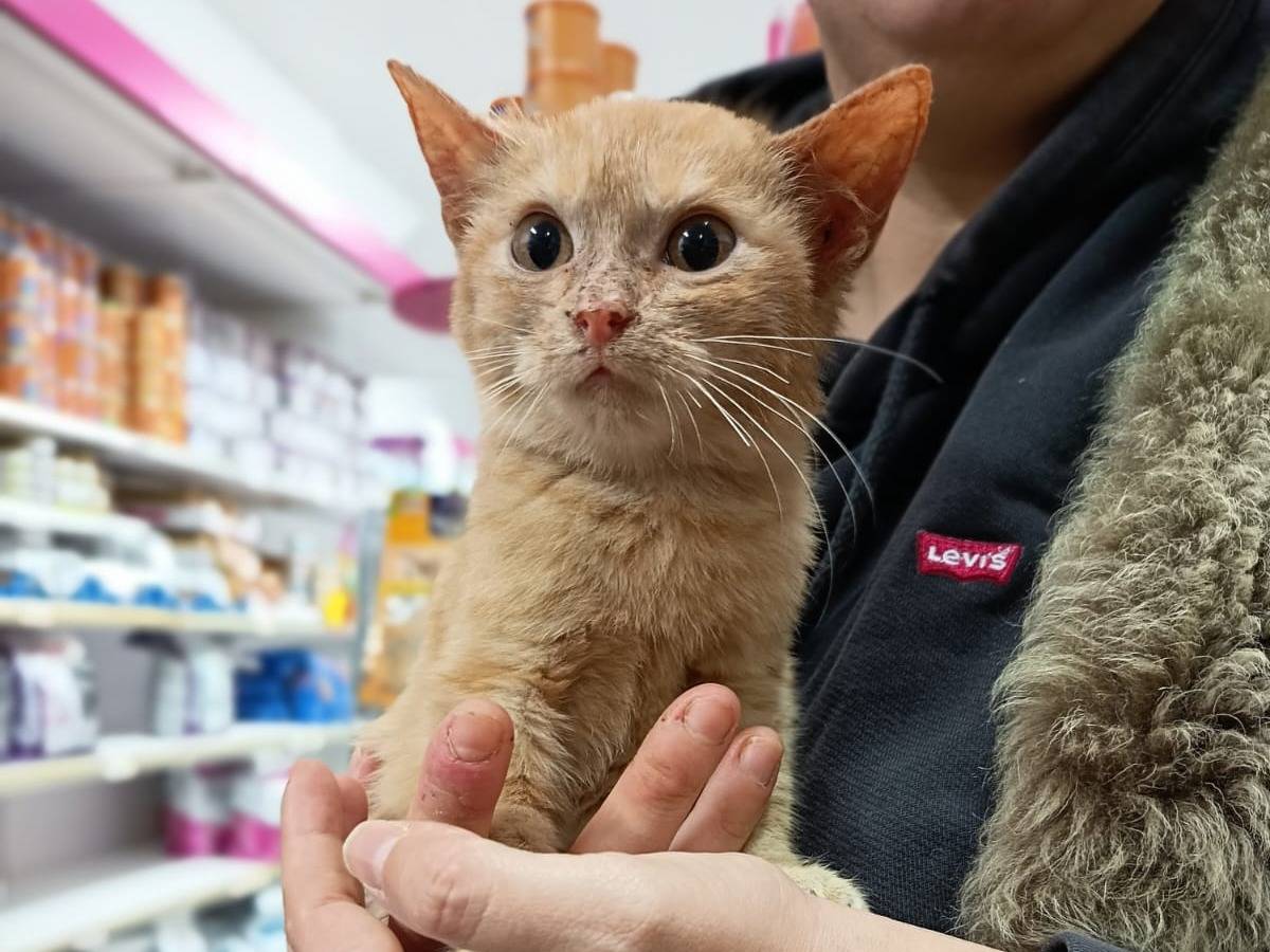 Adotta un gatto, taglia non valida, maschio, Trapani