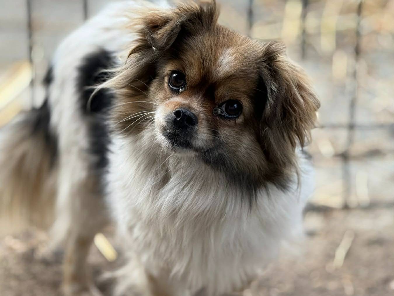 Adozione cane, femmina, Razza sconosciuta Razza sconosciuta, 3 anni e 11 mesi, taglia piccola, Firenze