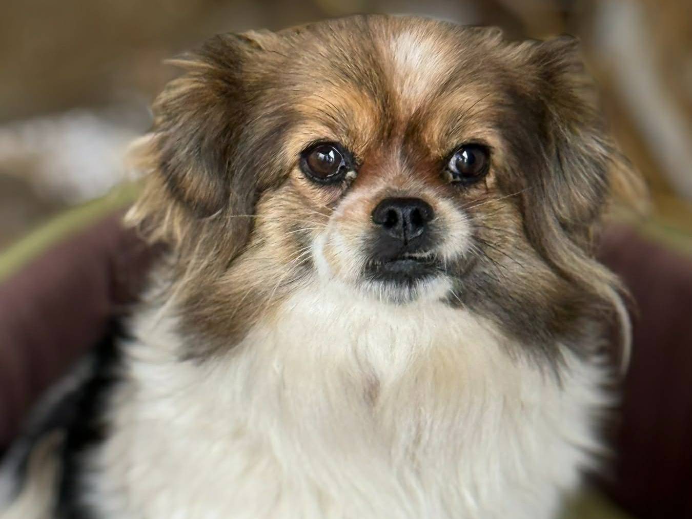 Adotta un cane, femmina, 3 anni e 11 mesi, Firenze