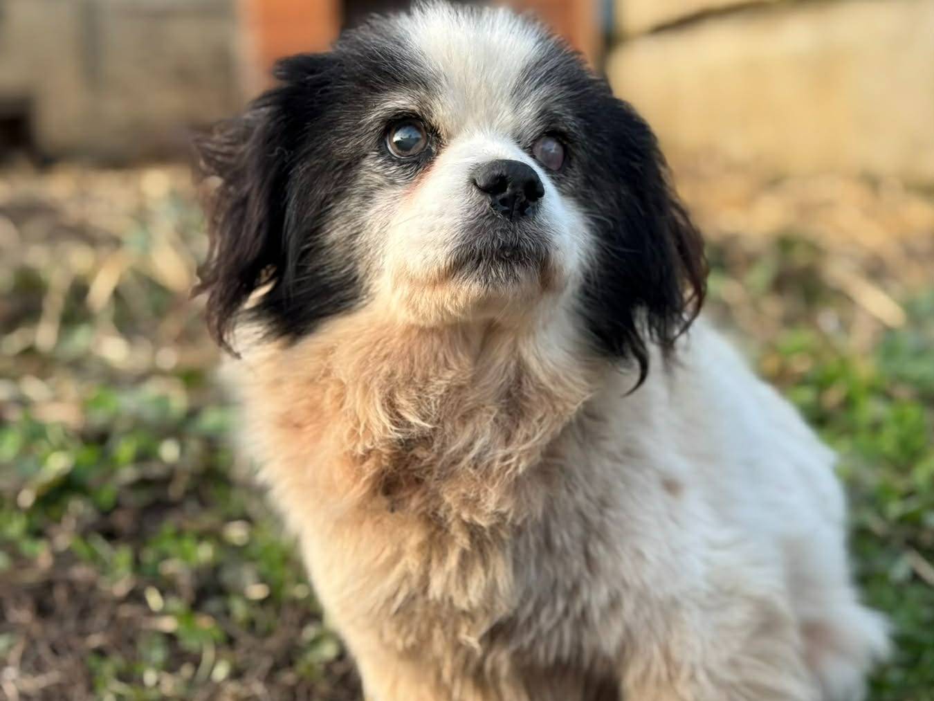 Adotta un cane, maschio, 11 anni e 2 mesi, Firenze