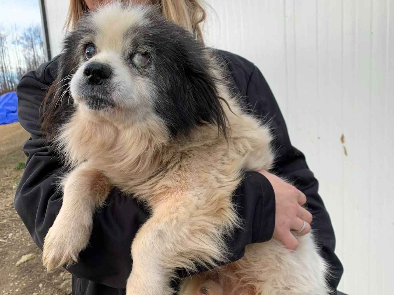 Adotta un cane, taglia piccola, maschio, Firenze