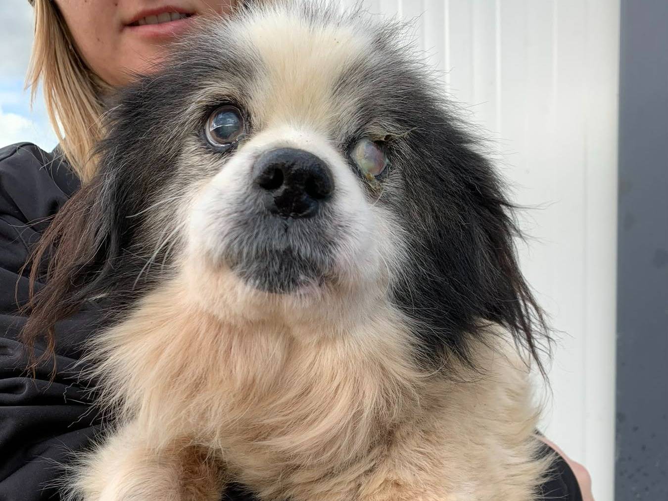 Vuoi adottare un cane a Firenze?