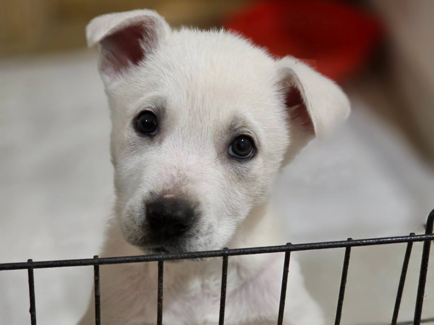 Adozione cane, femmina, Pastore maremmano Labrador Retriever, 2 mesi, taglia media, Barletta