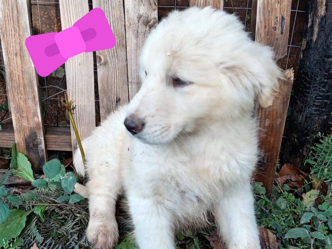 Adotta un cane, femmina, 4 mesi, Ferrara