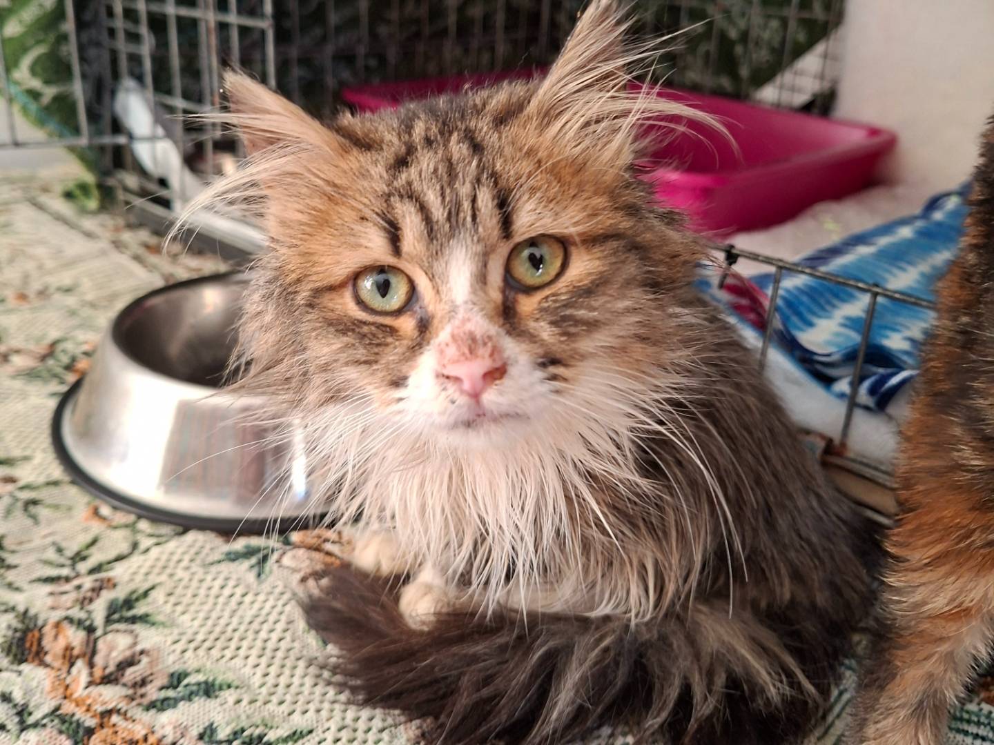 Adozione gatto, maschio, Razza sconosciuta Razza sconosciuta, 4 mesi, taglia non valida, Viterbo