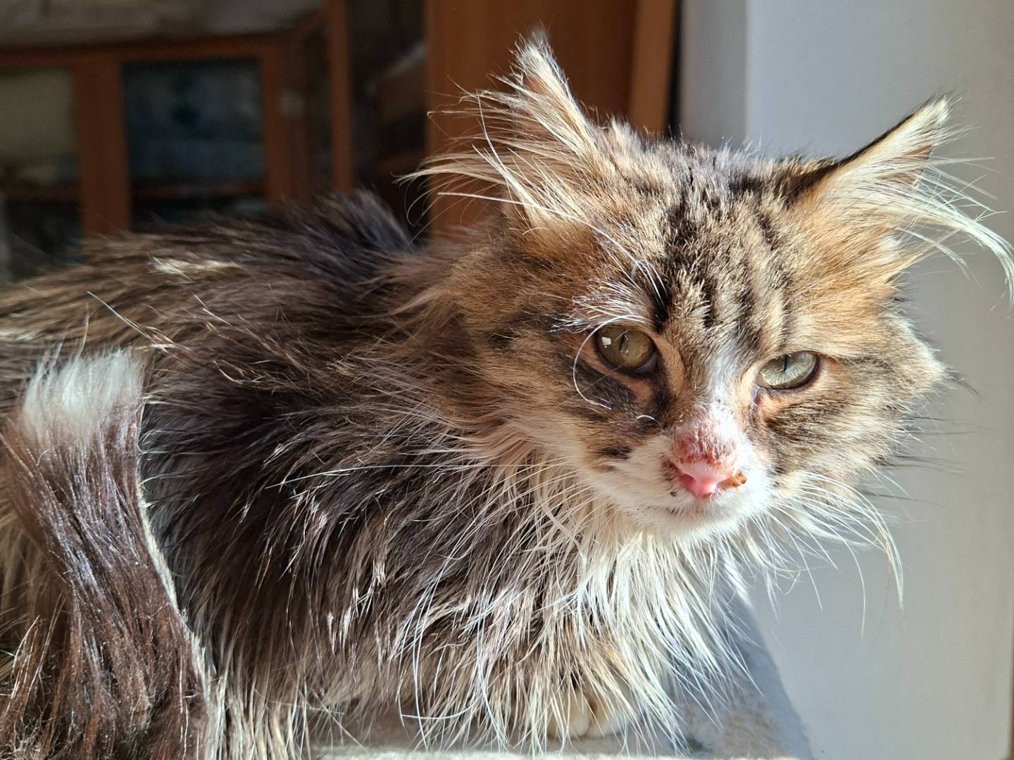 Adotta un gatto, taglia non valida, maschio, Viterbo