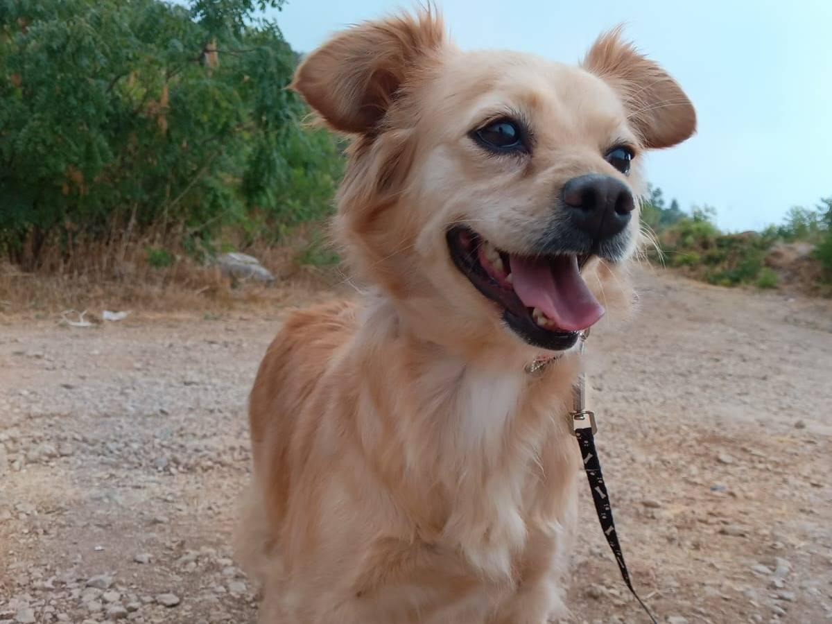 Adotta un cane, femmina, 3 anni e 10 mesi, Milano