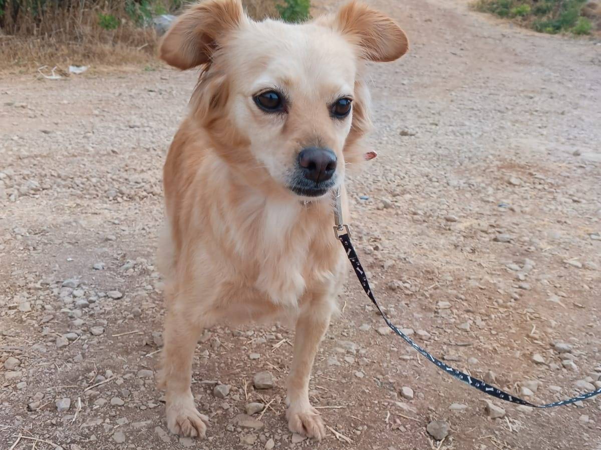 Adotta un cane, taglia piccola, femmina, Milano