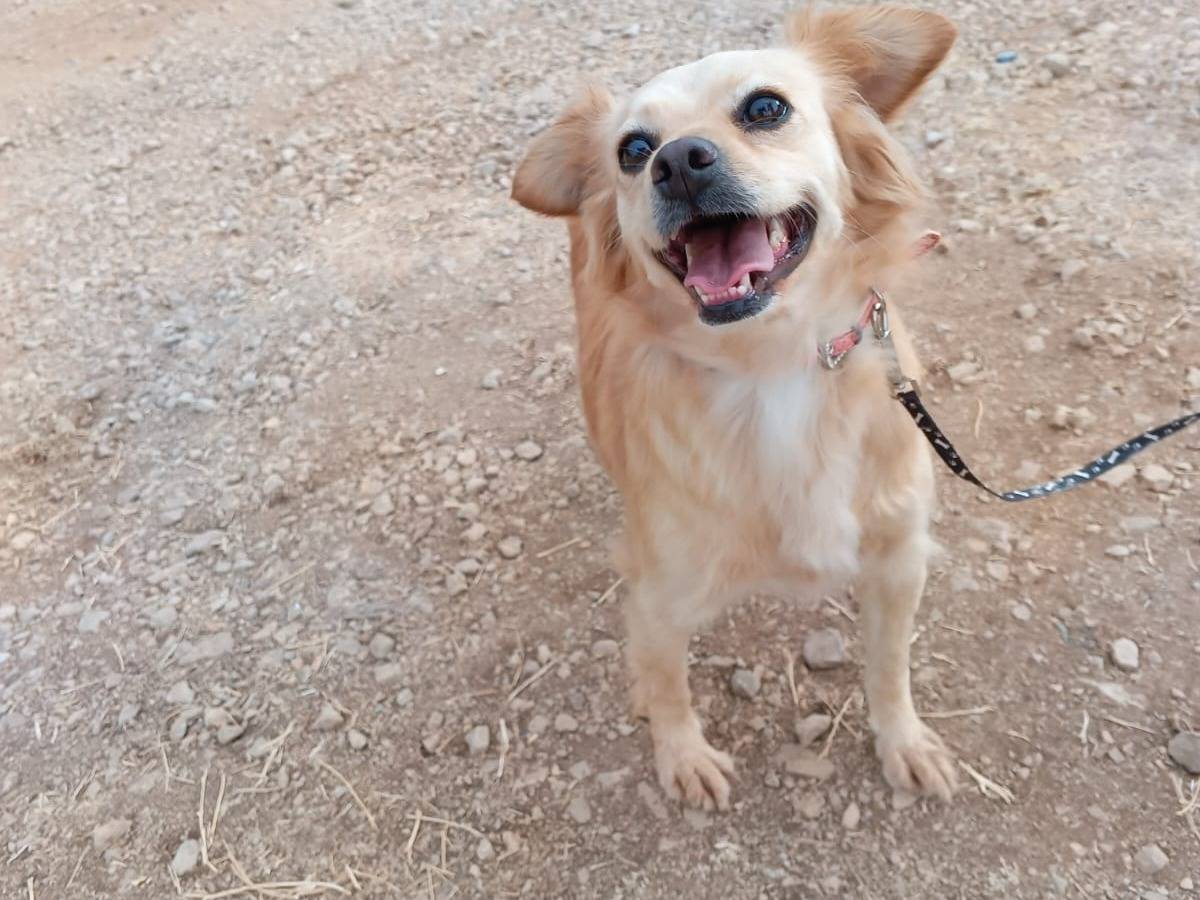 Vuoi adottare un cane a Milano?