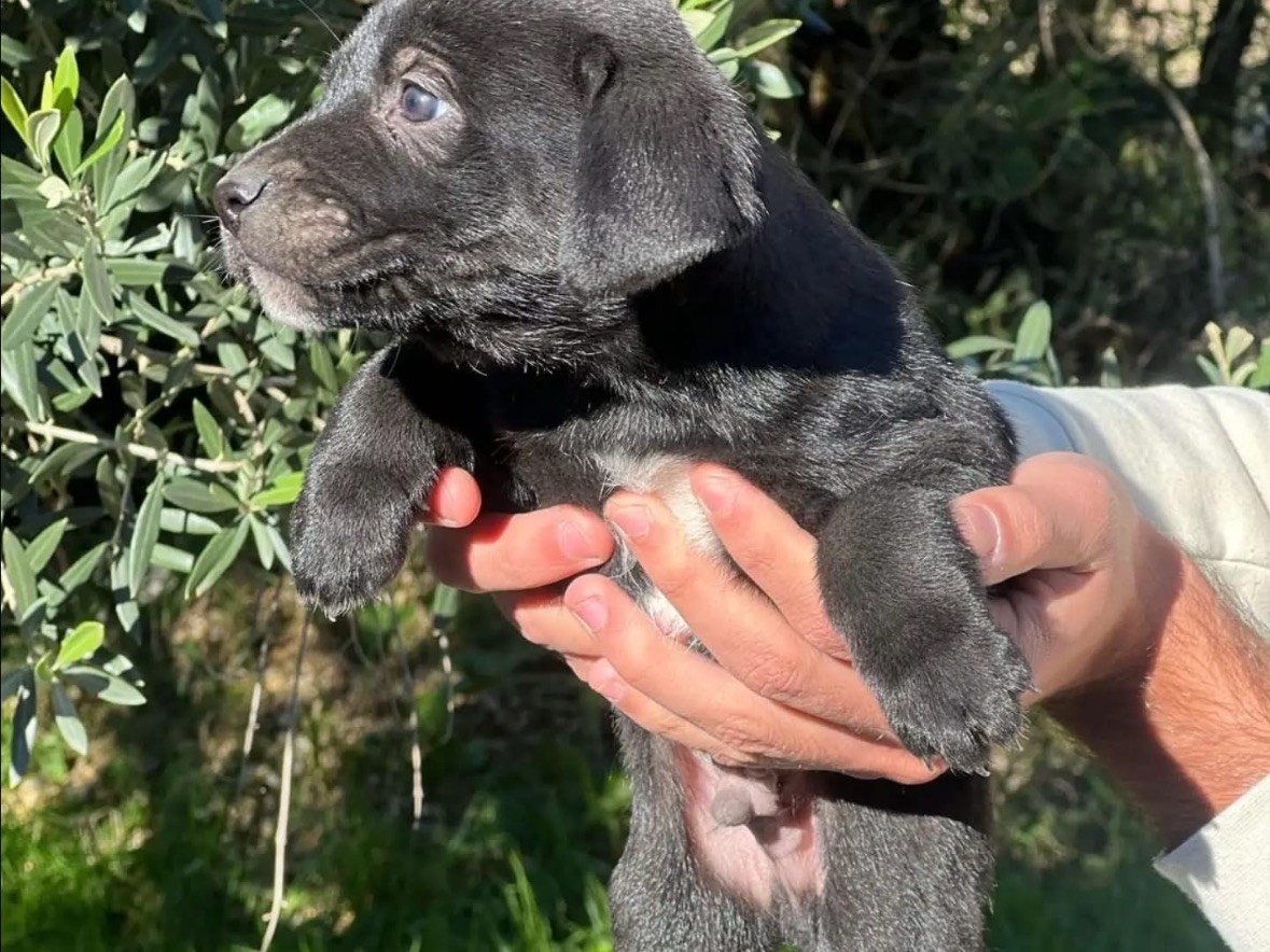 Adozione cane, maschio, Razza sconosciuta Razza sconosciuta, 3 mesi, taglia media, Frosinone