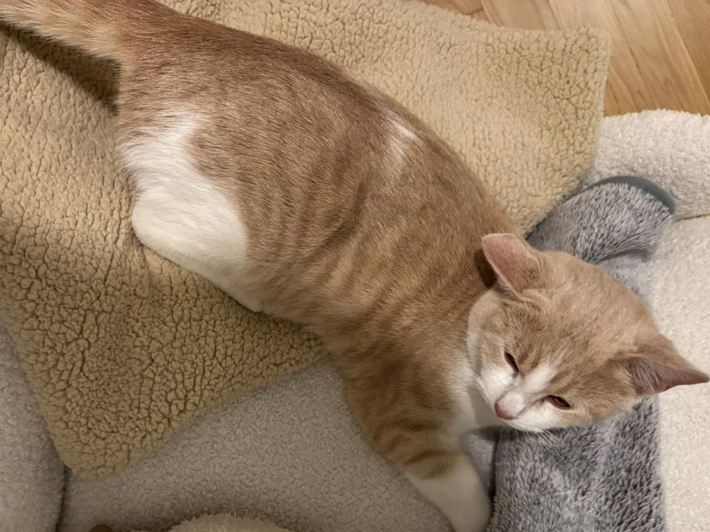 Adozione gatto, femmina, Razza sconosciuta Razza sconosciuta, 6 mesi, taglia non valida, Milano