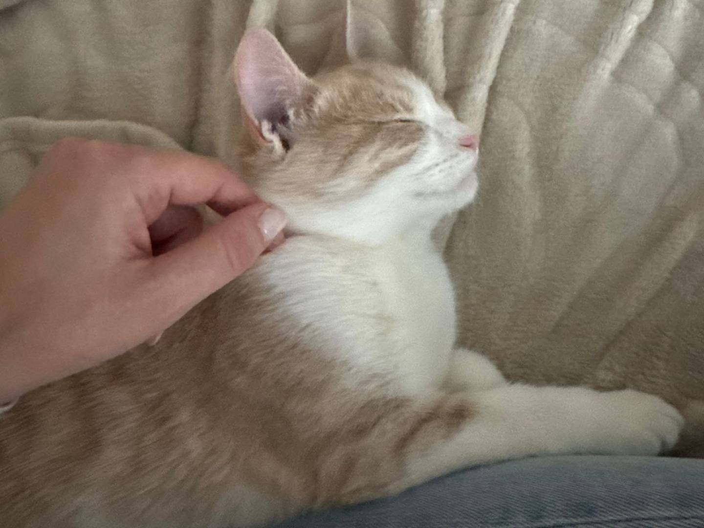 Adotta un gatto, femmina, 6 mesi, Milano