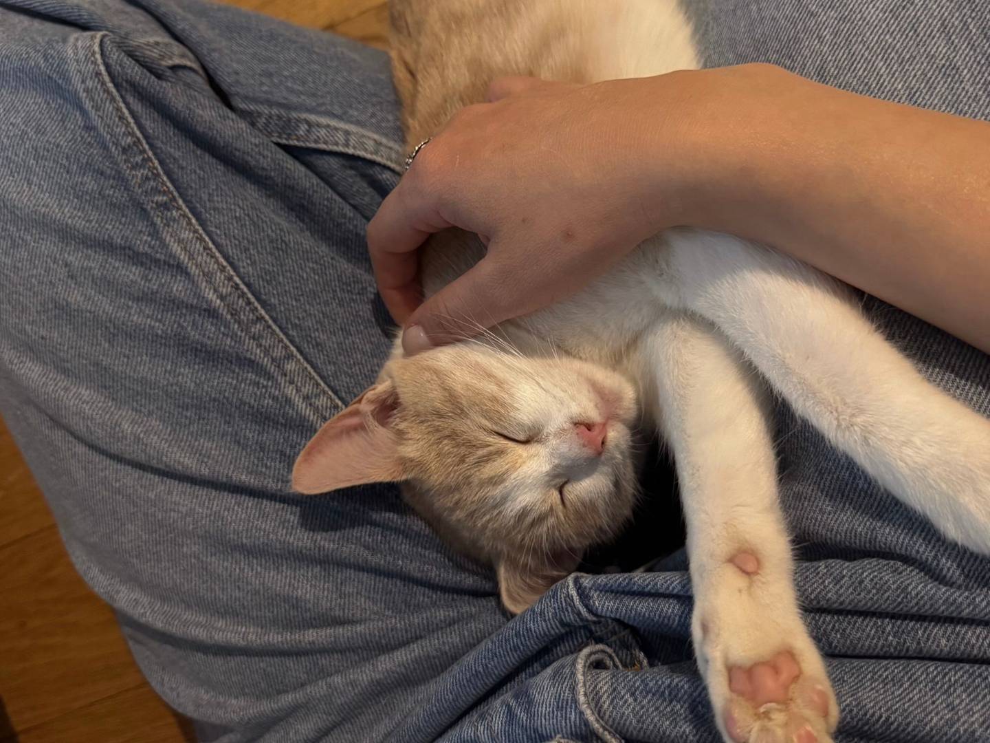 Vuoi adottare un gatto a Milano?