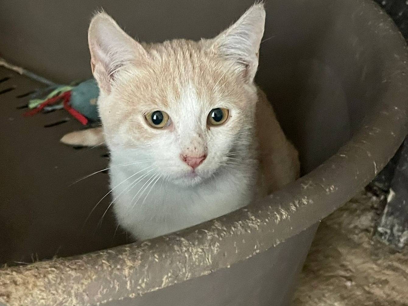 Adotta il gatto PIMPI a Milano