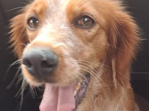 Adotta un cane, femmina, 2 anni e 7 mesi, Genova