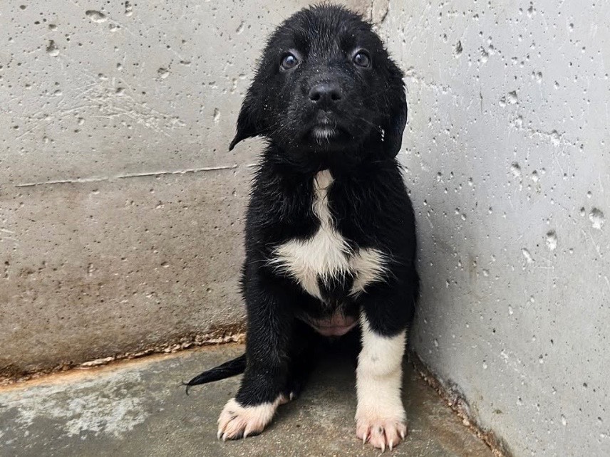 Adozione cane, femmina, Razza sconosciuta Razza sconosciuta, 2 mesi, taglia media, Laquila
