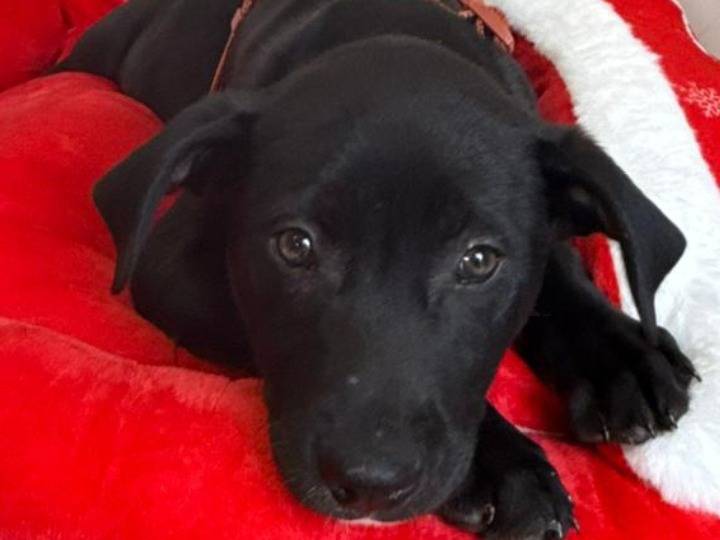 Adozione cane, maschio, Razza sconosciuta Razza sconosciuta, 4 mesi, taglia media, Roma