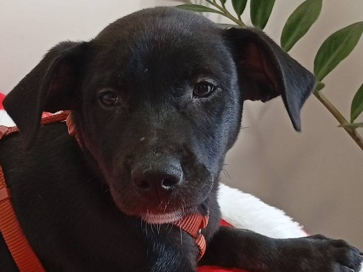 Adotta un cane, maschio, 4 mesi, Roma