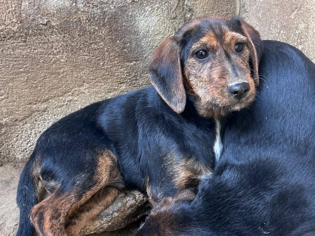 Adozione cane, maschio, Razza sconosciuta Razza sconosciuta, 3 mesi, taglia media contenuta, Caserta