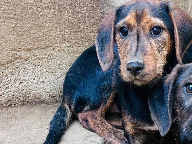 Adotta un cane, maschio, 3 mesi, Caserta