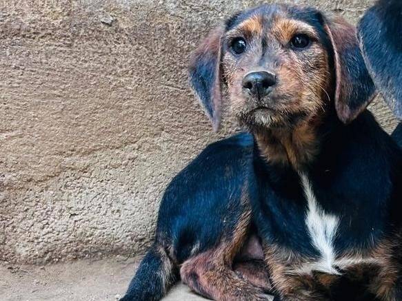 Adotta un cane, taglia media contenuta, maschio, Caserta