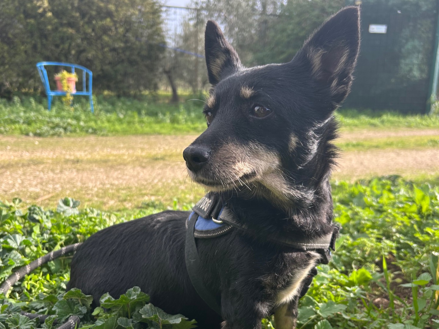 Adozione cane, femmina, Razza sconosciuta Razza sconosciuta, 9 anni e 4 mesi, taglia piccola, Foggia