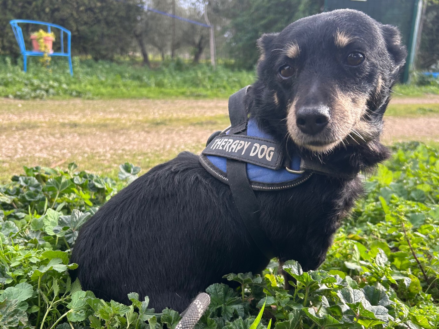 Adotta un cane, femmina, 9 anni e 4 mesi, Foggia