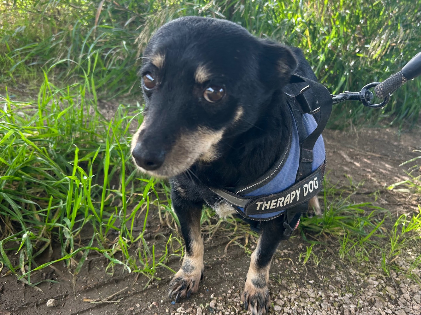 Vuoi adottare un cane a Foggia?