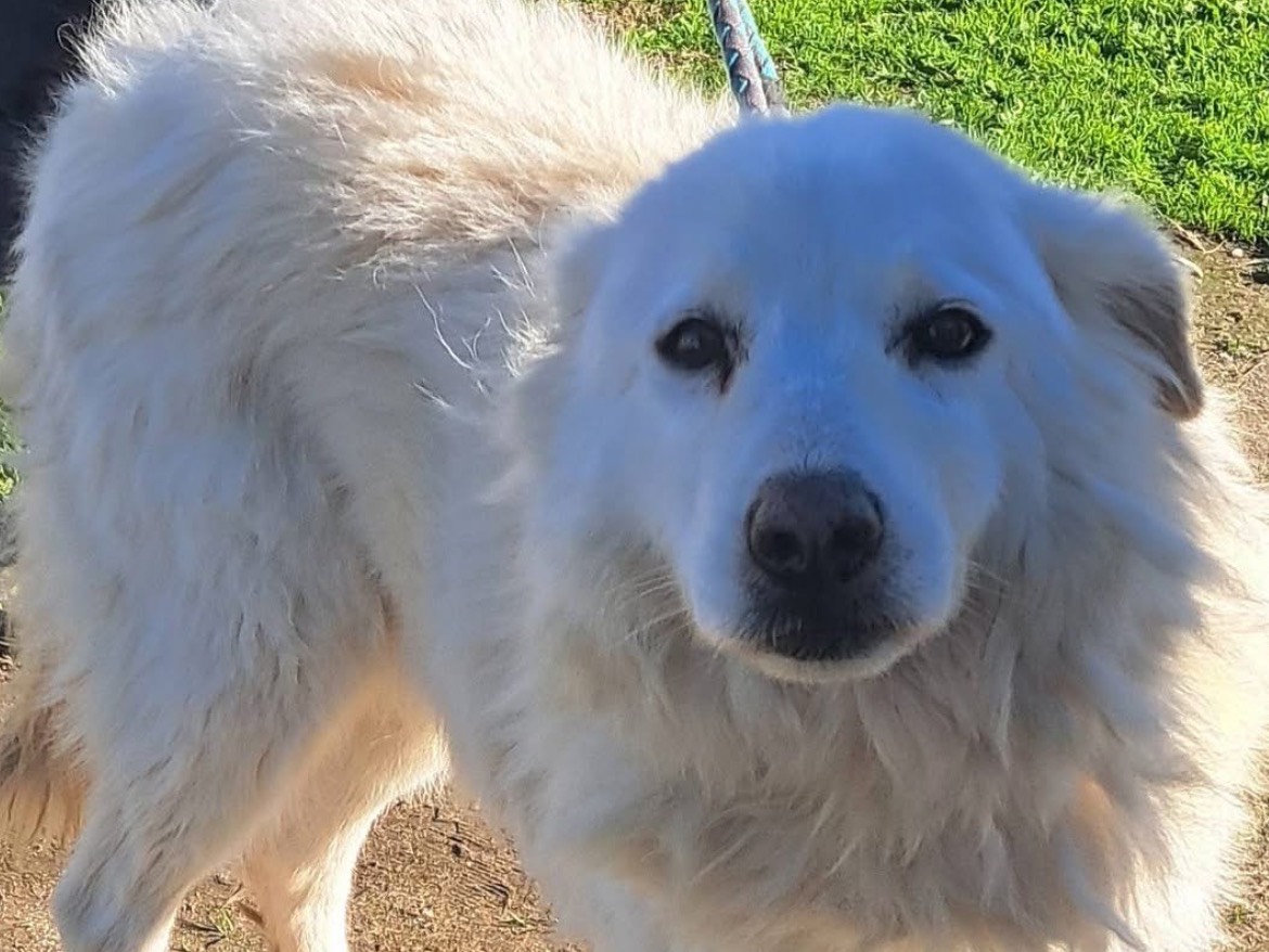 Adozione cane, femmina, Pastore maremmano Razza sconosciuta, 8 anni e 11 mesi, taglia grande, Caserta