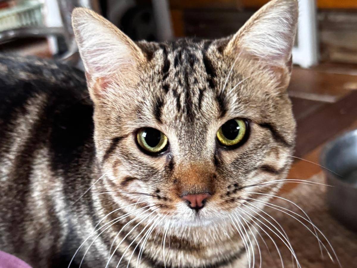 Adozione gatto, maschio, Razza sconosciuta Razza sconosciuta, 6 mesi, taglia non valida, Crotone