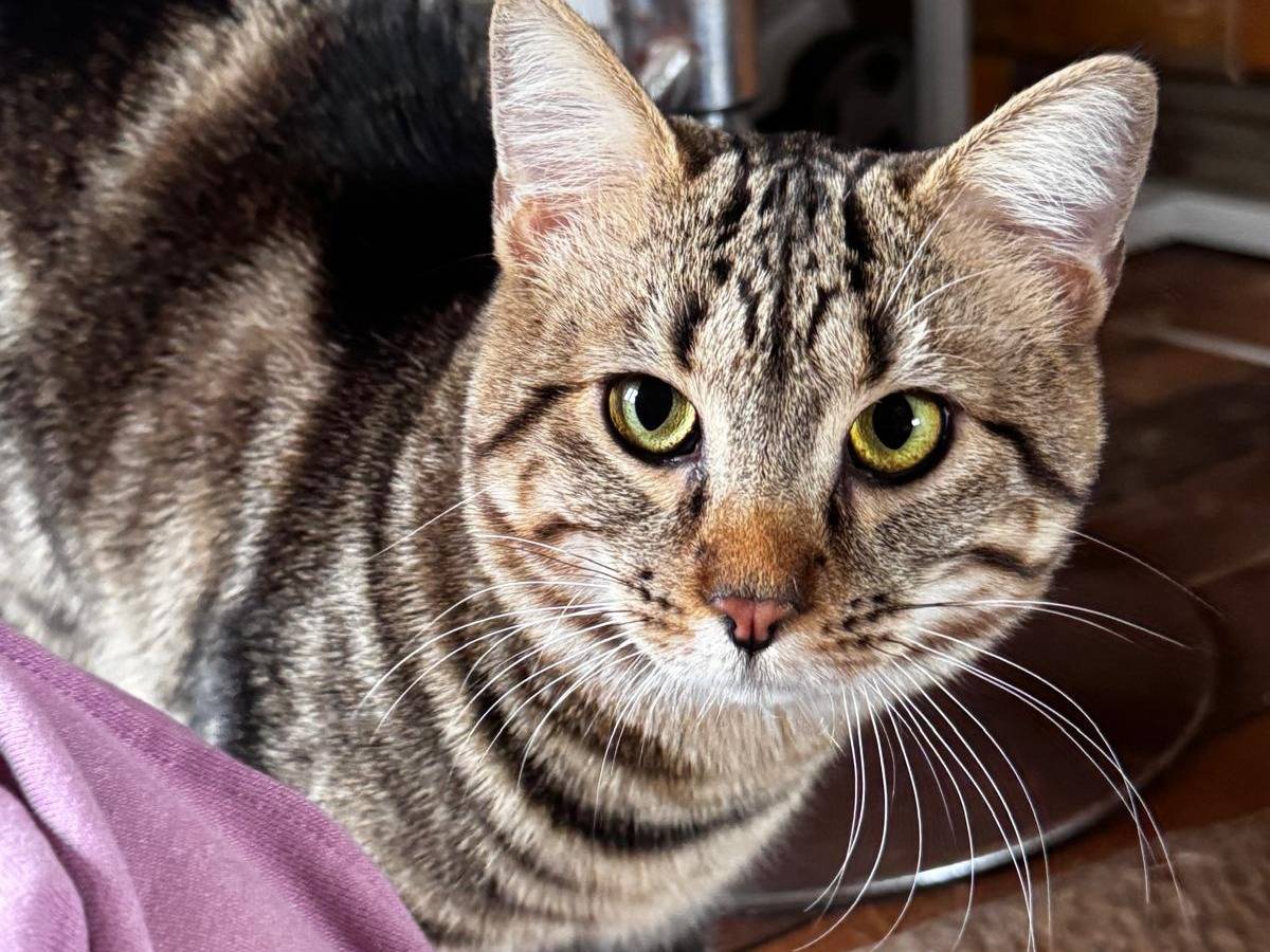 Adotta un gatto, maschio, 6 mesi, Crotone