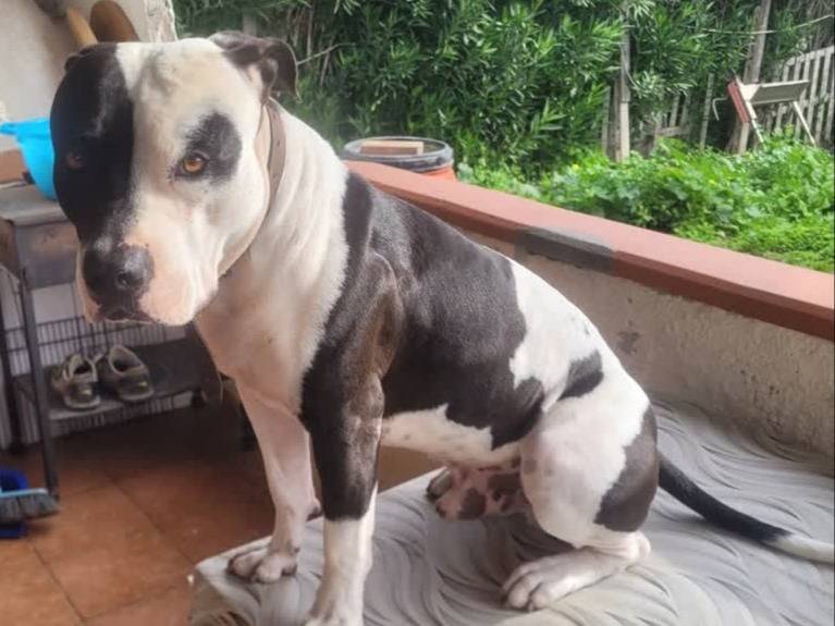 Adotta un cane, taglia grande, maschio, Padova