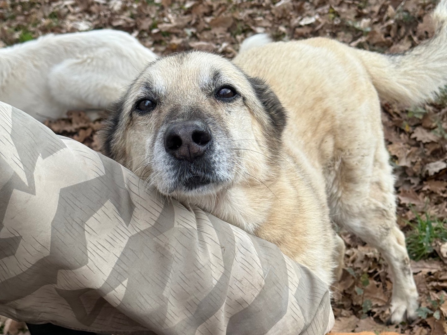 Adotta un cane, taglia media, maschio, Viterbo