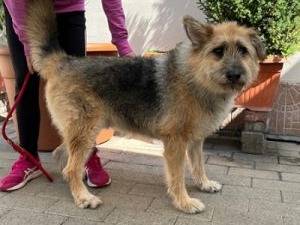 Adozione cane, maschio, Razza sconosciuta Razza sconosciuta, 8 anni e 1 mese, taglia media, Milano