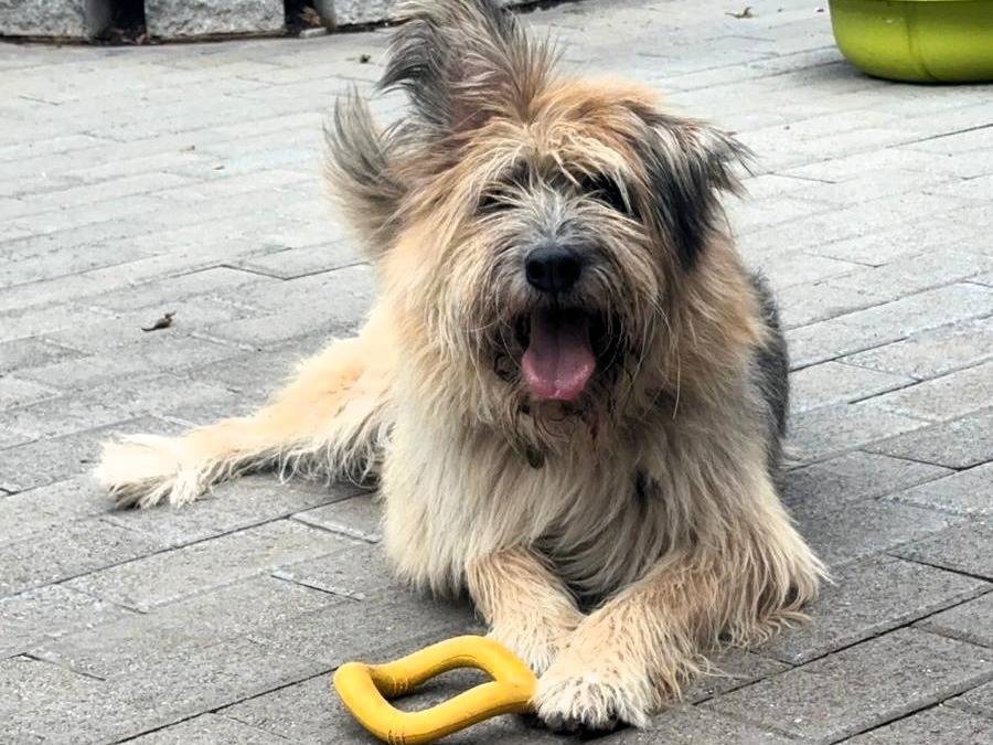 Adotta il cane SPANK a Milano