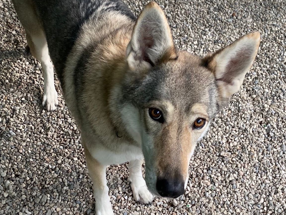 Adozione cane, femmina, Cane lupo Cecoslovacco Razza sconosciuta, 10 anni e 7 mesi, taglia media, Verona