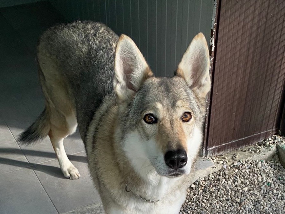 Adotta un cane, femmina, 10 anni e 7 mesi, Verona