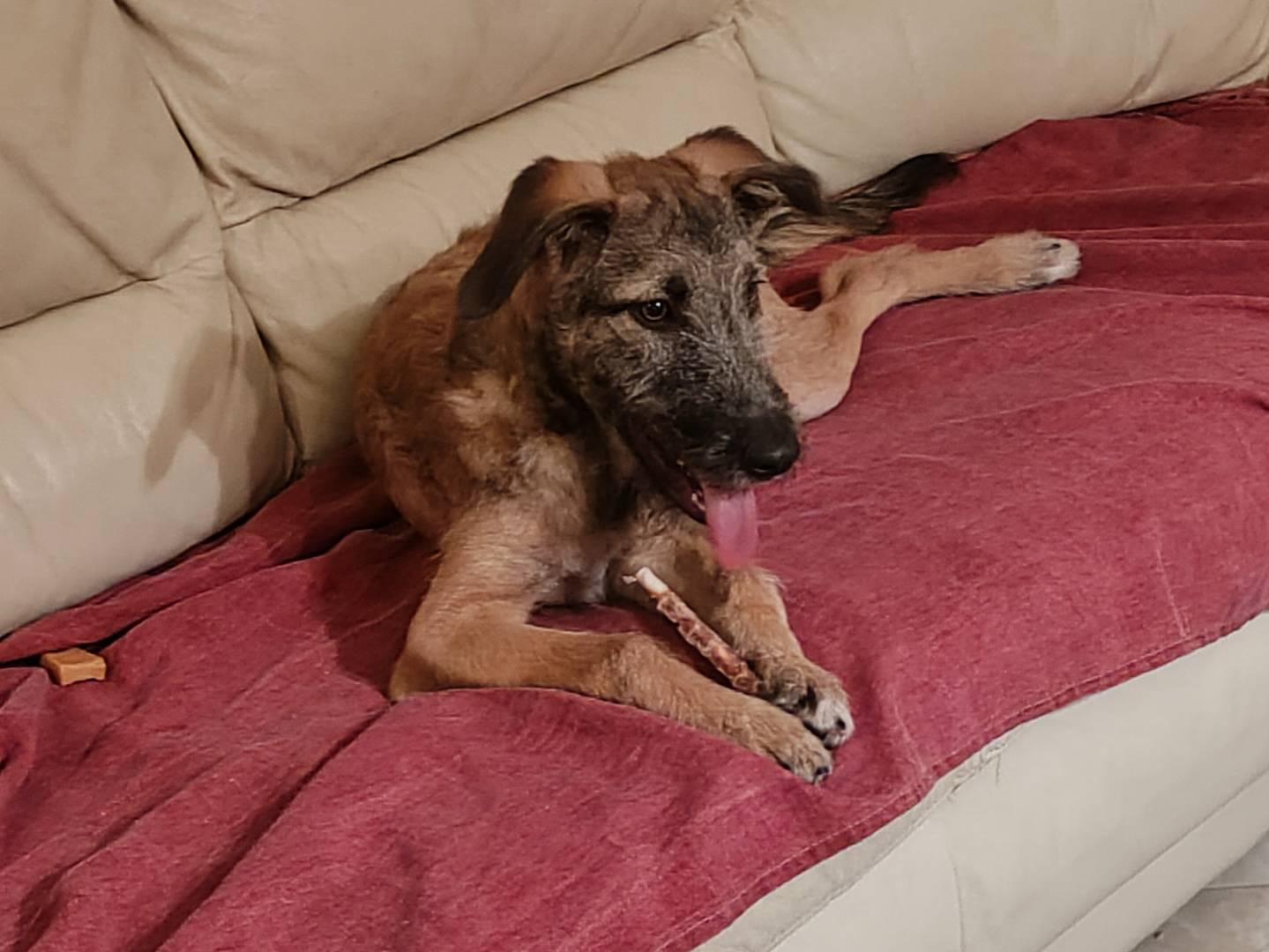 Adozione cane, maschio, Razza sconosciuta Razza sconosciuta, 10 mesi, taglia media, Catania