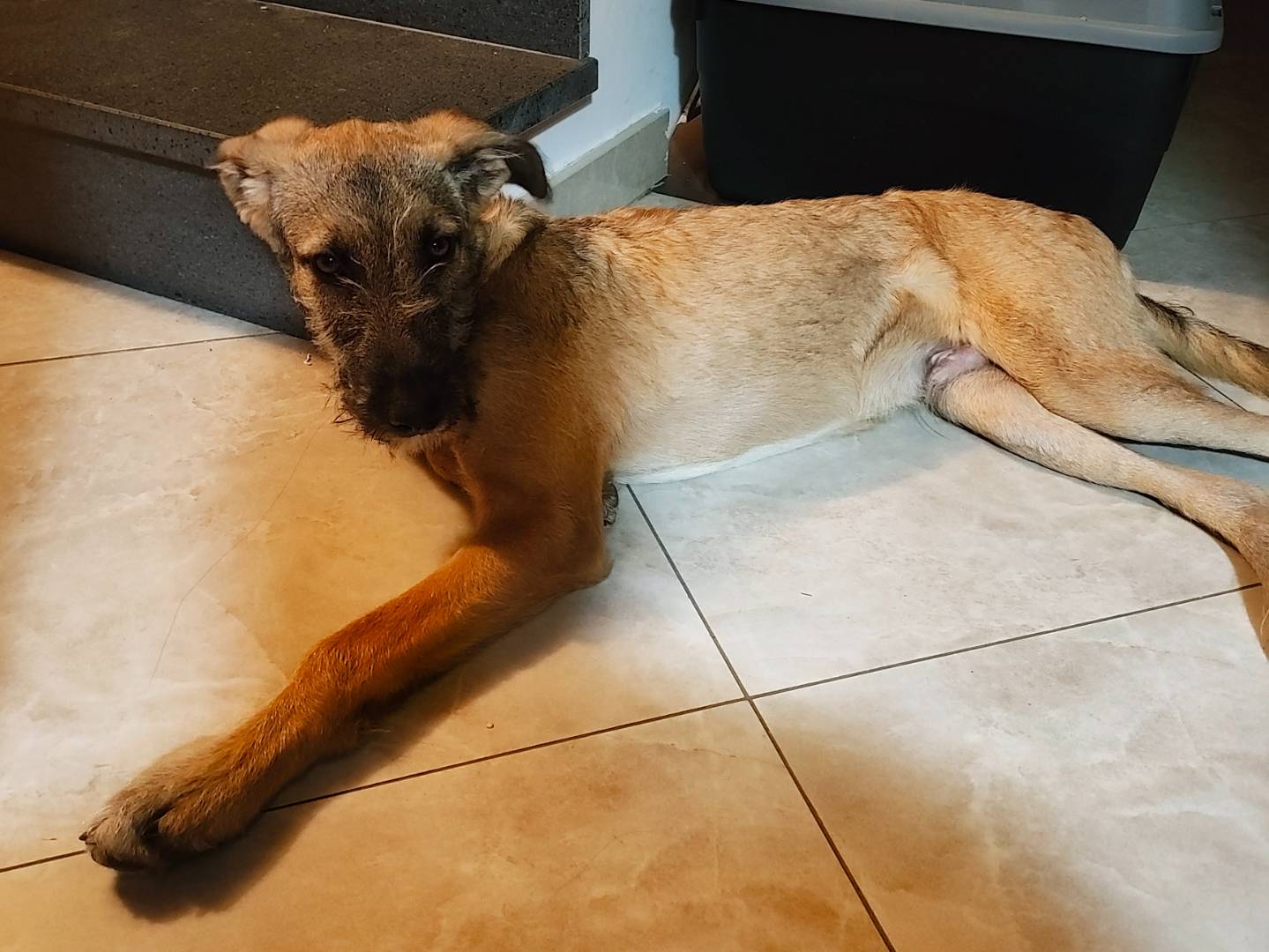 Adotta un cane, maschio, 10 mesi, Catania