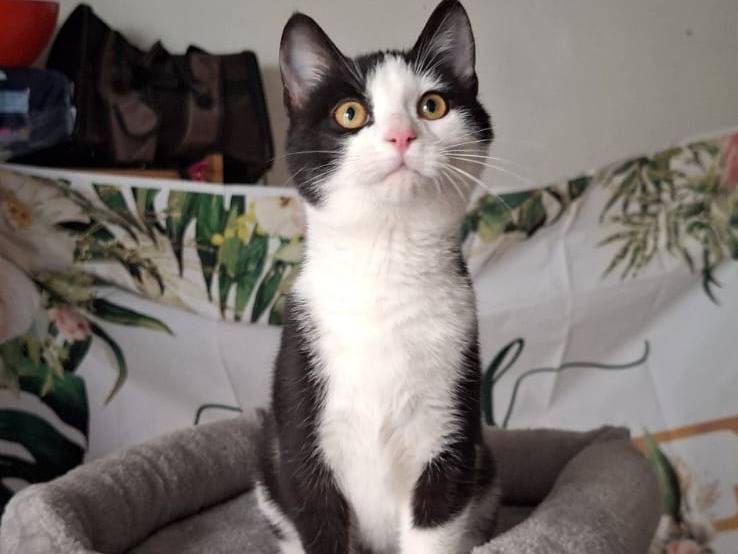 Adotta un gatto, maschio, 4 mesi, Milano