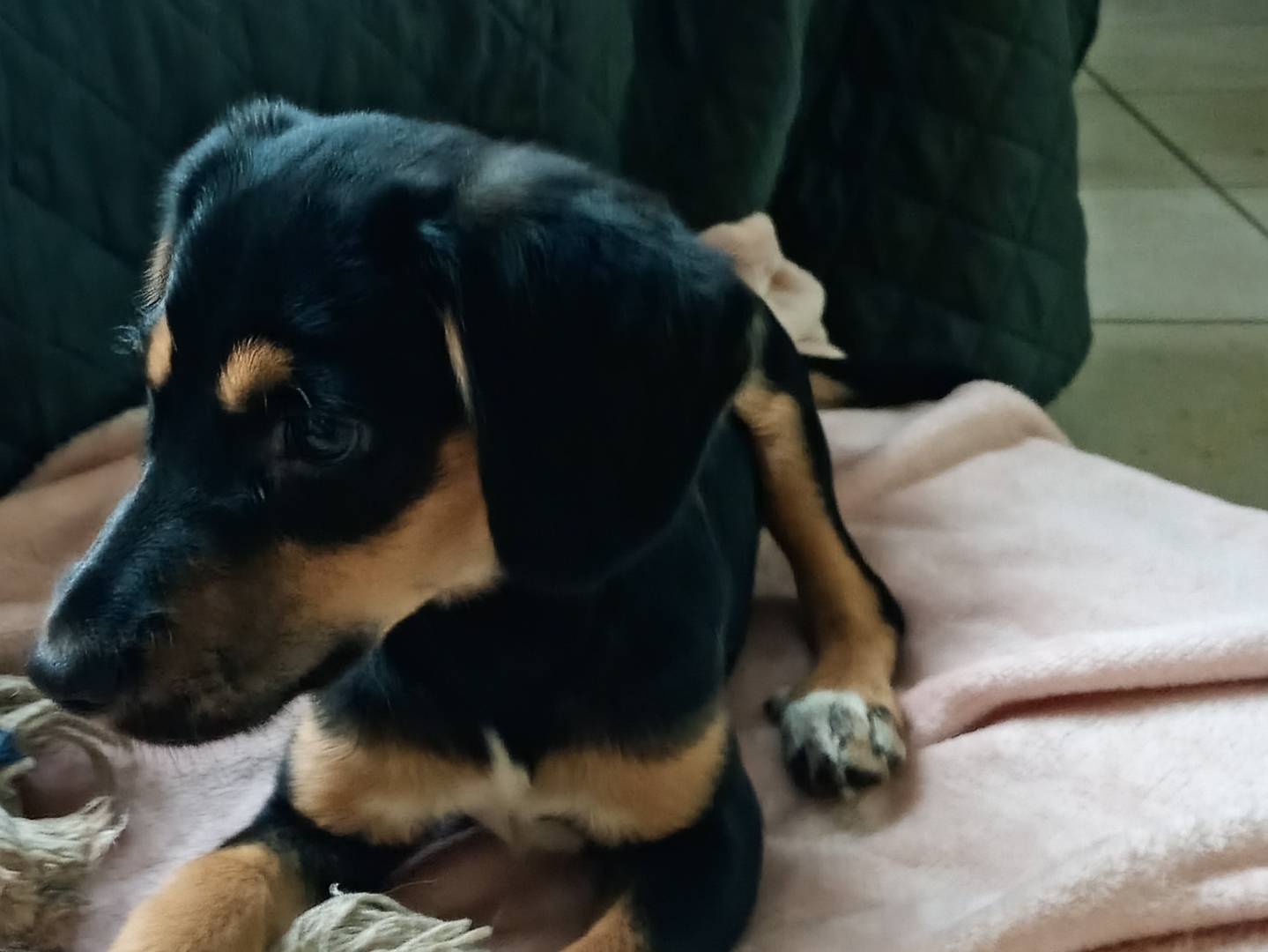 Adozione cane, maschio, Razza sconosciuta Razza sconosciuta, 2 mesi, taglia media contenuta, Firenze