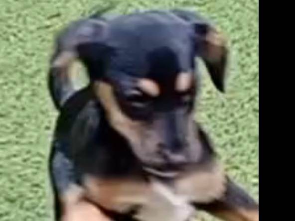 Adotta il cane Willy a Firenze