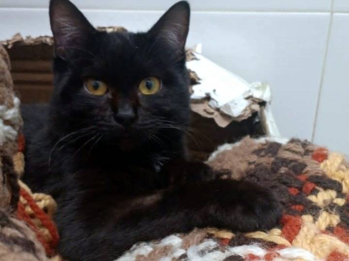 Adozione gatto, maschio, Razza sconosciuta Razza sconosciuta, 5 mesi, taglia non valida, Napoli