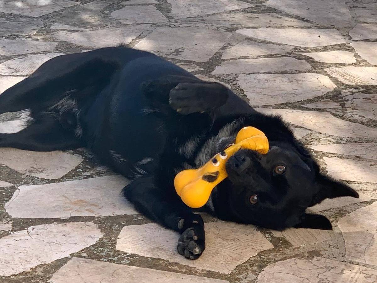 Adotta un cane, maschio, 3 anni e 3 mesi, Bari