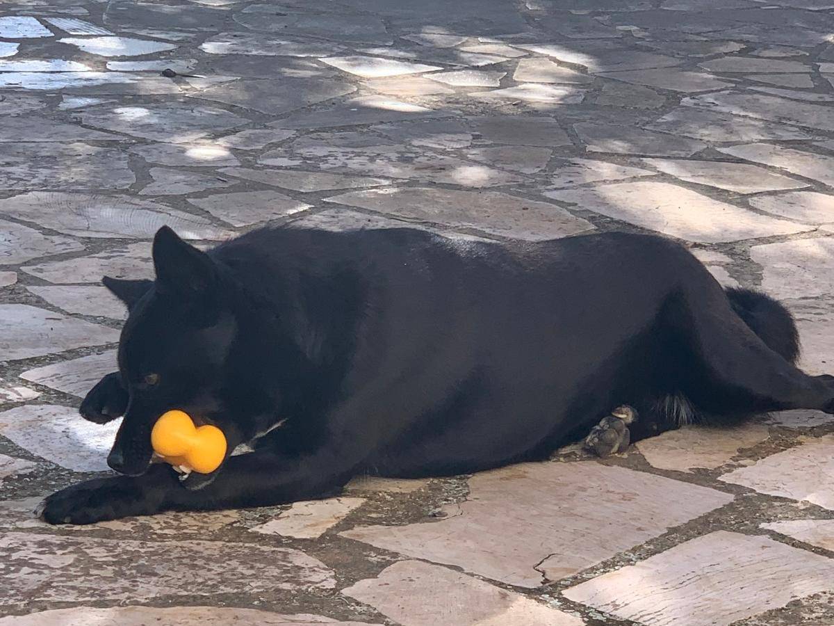 Adotta un cane, taglia media contenuta, maschio, Bari