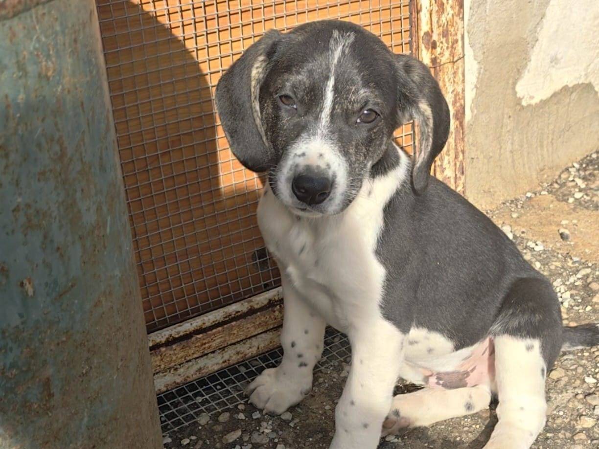 Adozione cane, maschio, Razza sconosciuta Razza sconosciuta, 2 mesi, taglia media, Reggio