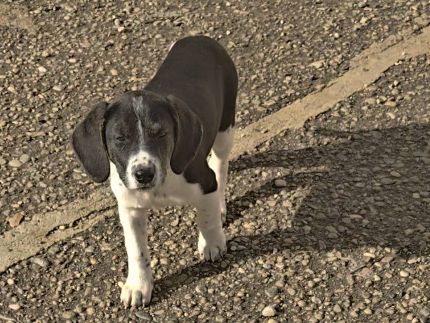 Adotta un cane, maschio, 2 mesi, Reggio