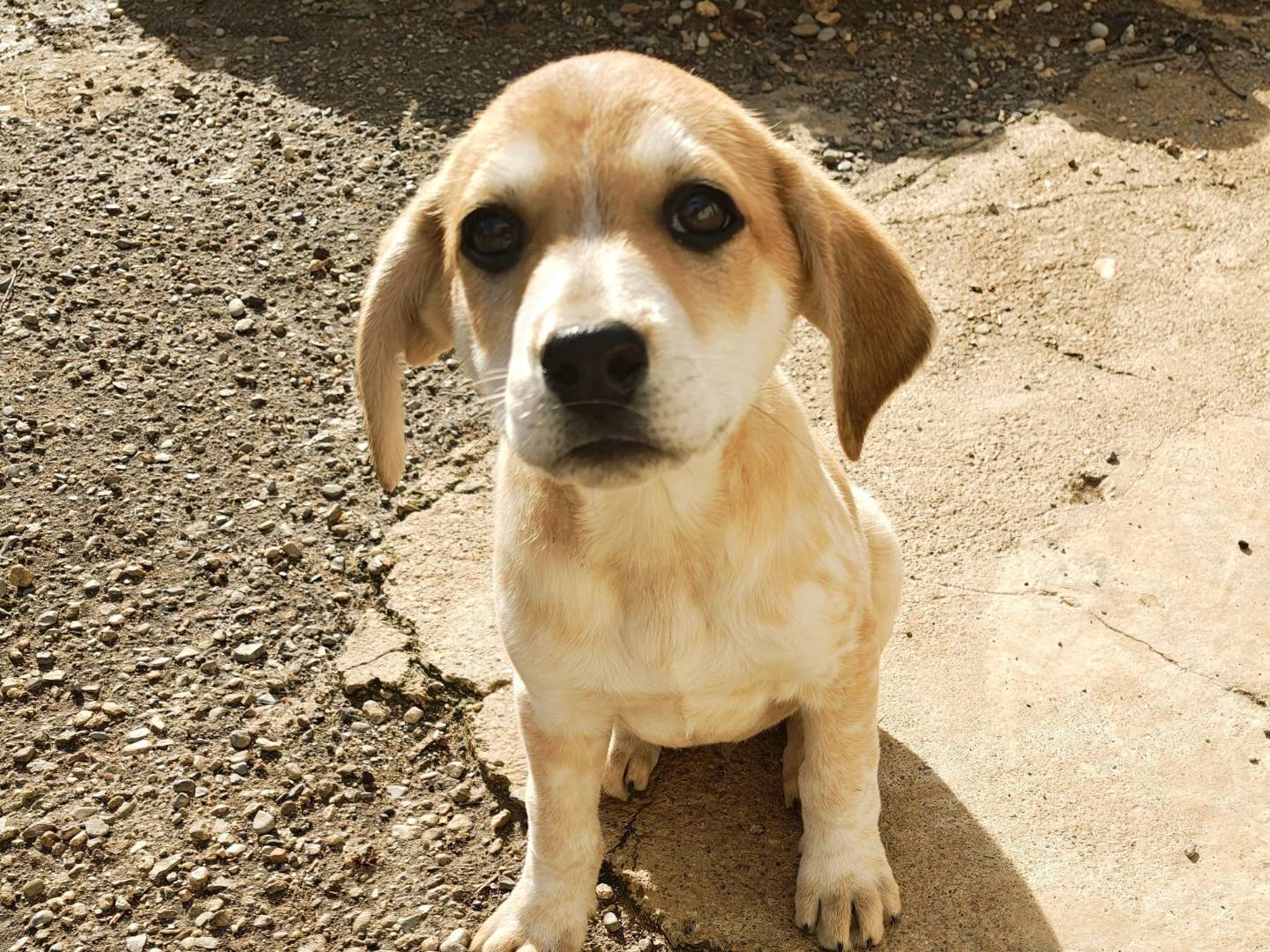 Adozione cane, maschio, Razza sconosciuta Razza sconosciuta, 3 mesi, taglia media, Reggio